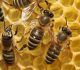 Пчелы при лечении простатита