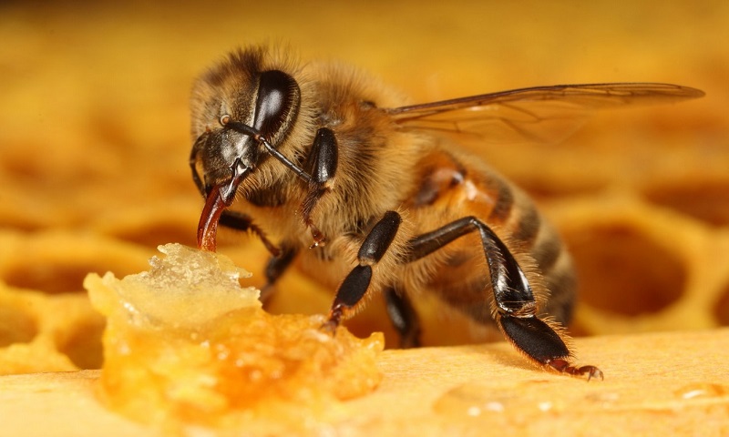 Польза продуктов пчеловодства для мужского здоровья